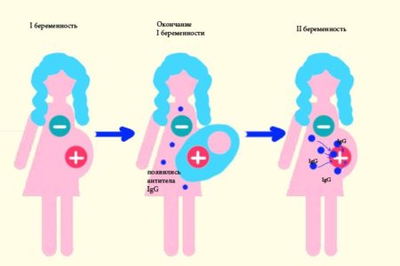 Профилактика резус-конфликта