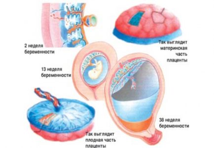 Что нужно делать для поддержания здоровой плаценты